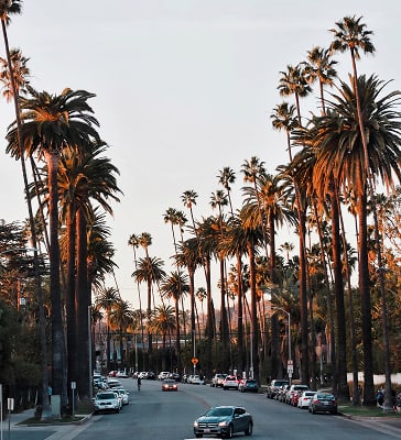 Palm trees lining a scenic street